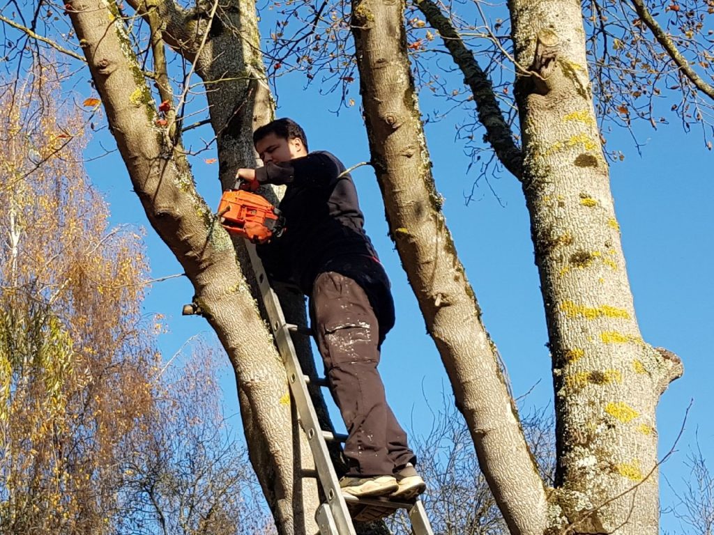 Taille, entretien des arbre à Ouistreham