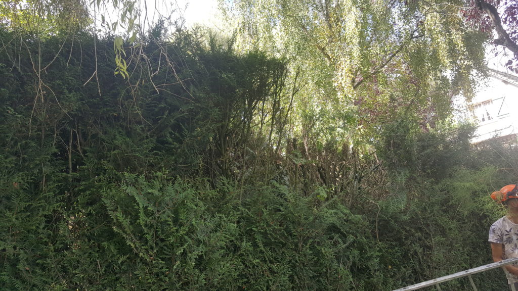 Rabattage de 90 cm d'une haie. Taille de haies Ouistreham