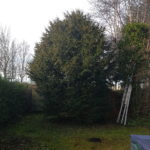 abattage d'un arbre JM Desclos paysagiste Ouistreham