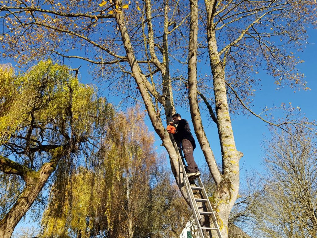 JM Desclos abattage d'arbre à Ouistreham