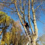 JM Desclos abattage d'arbre à Ouistreham
