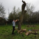 Tronçonnage d'un arbre; JM Desclos paysagiste Ouistreham