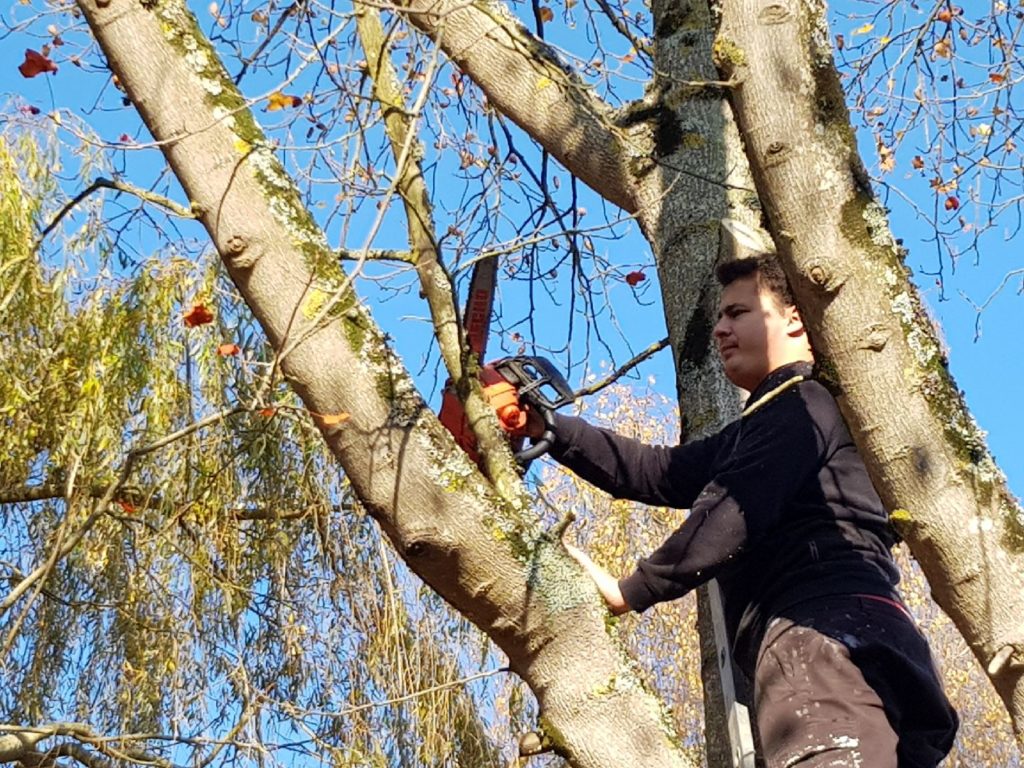 JM Desclos élagage d'un arbre à Bénouville