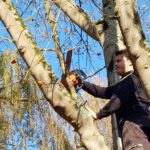 Elagage d'arbre à Douvres la Délivrande JM Desclos (14)