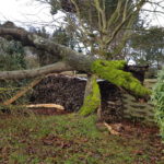 Jean Marie Desclos, paysagiste à Ouistreham, abattage d'arbre