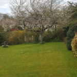 Paysagiste à Ouistreham. Jolie tonte avec un cerisier en fleur en arrière plan