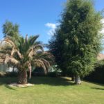 Avant l'abattage d'un arbre à Ouistreham pour mise en valeur d'un palmier dates