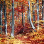 jm desclos entretien paysages et jardins ouistreham