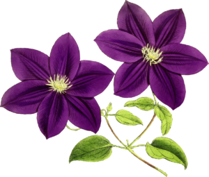 paysagiste ouistreham fleur printemps