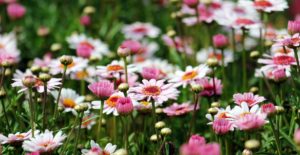 paysagiste et entretien des jardins à ouistreham et ses environs