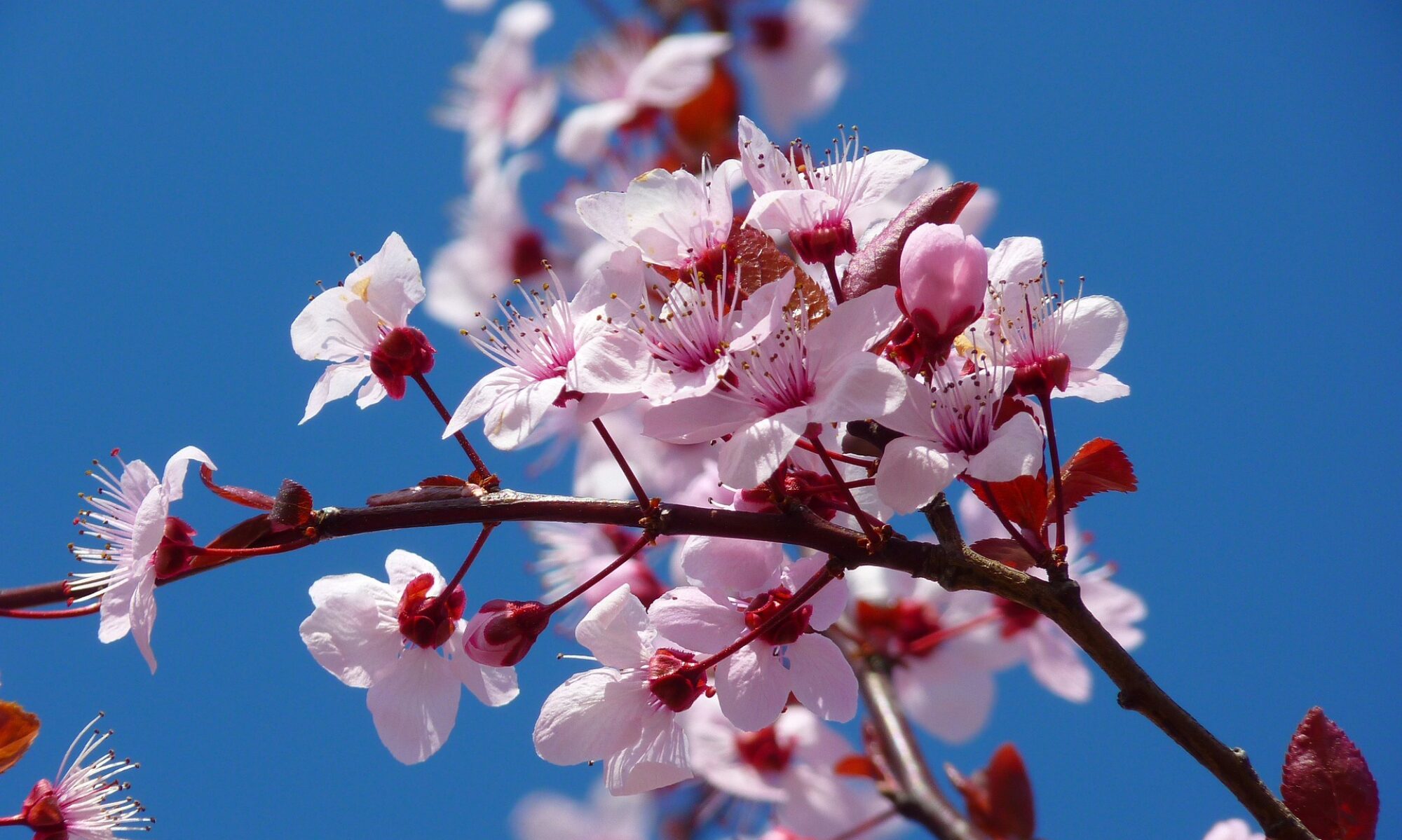 Préparation des jardin au printemps