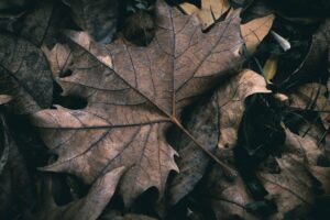 Feuilles au sol. paysagiste à paysagiste à ouistreham