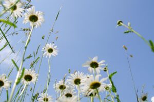Jardinier paysagiste à Ouistreham au service du particulier et du professionnel
